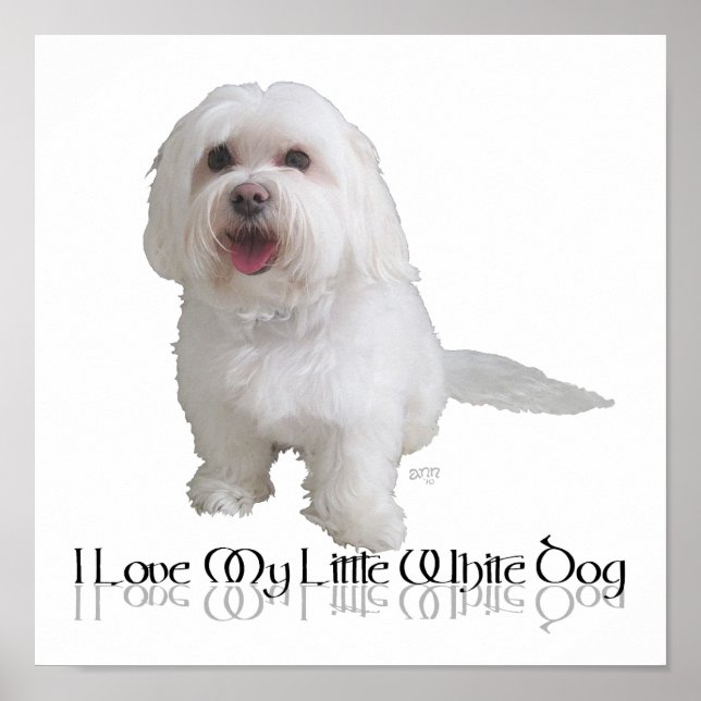 Pôster Eu Amo Meu Cachorrinho Branco - Havanese (Frente)