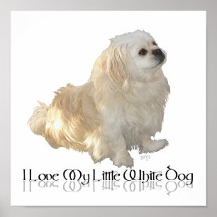 Poster Eu Amo Meu Pequeno Cachorro Branco - Pekingese !