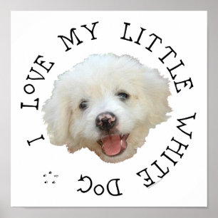 Pôster Eu Amo Meu Pequeno Cão Branco Resgatado