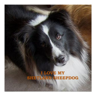 Pôster Eu Amo Meu Shetland Sheepdog