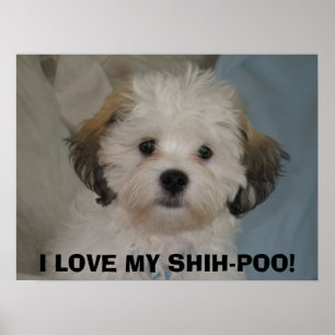 POSTER EU AMO MEU SHIH-POO!