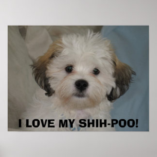 POSTER EU AMO MEU SHIH-POO!