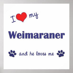 Pôster Eu amo meu Weimaraner (o cão masculino)