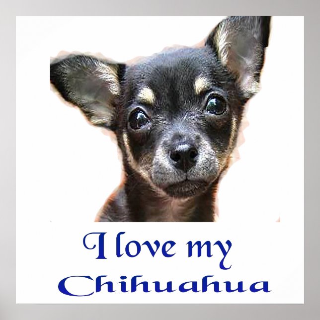 Poster Eu amo o meu Chihuahua (Frente)