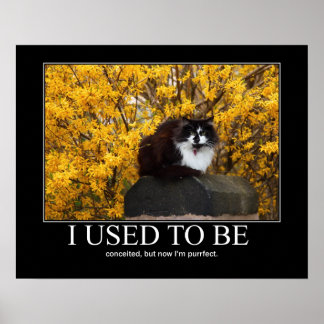 Poster Eu Costumava Ser... Cat Trabalho de arte Funny