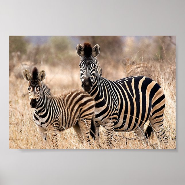 Poster Eu e a mamãe (Frente)