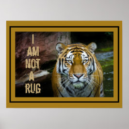 Poster Eu Não Sou Um Tigre De Bengala