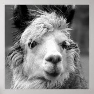 Poster Eu sou bonita