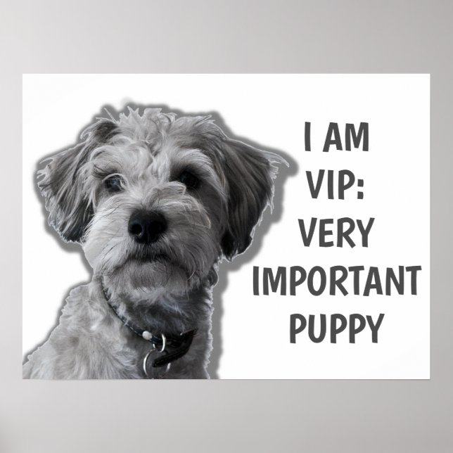Poster Eu sou um VIP: Cachorro giro muito importante (Frente)