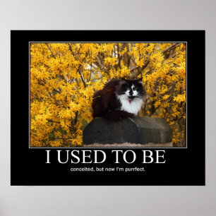 Poster Eu usei-me para ser. Trabalhos de arte do gato