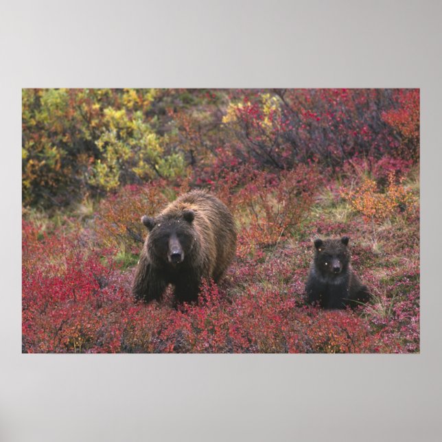 Poster EUA, Alasca, Parque Nacional Denali. Urso pardo (Frente)