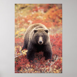 Pôster EUA, Alasca, Parque Nacional Denali, urso-pardo fê