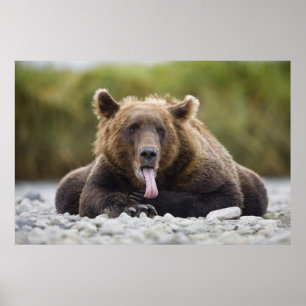 Poster EUA, Alasca, Parque Nacional Katmai, Baía de Kukak