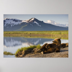 Pôster EUA, Alasca, Parque Nacional Katmai, Ursos Pardo