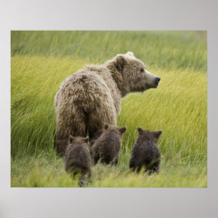 Pôster EUA, Alasca, Parque Nacional Lake Clark. Urso-pard