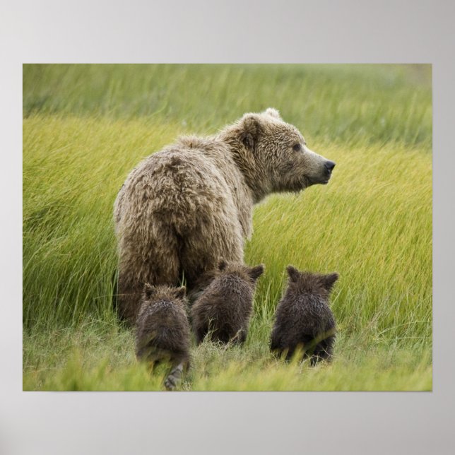 Pôster EUA, Alasca, Parque Nacional Lake Clark. Urso-pard (Frente)