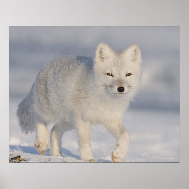 Pôster EUA, Alasca, Planície Costeira de 1002 da ANWR. An (Frente)