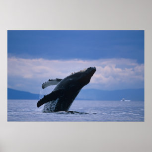 Poster EUA, Alaska, floresta nacional de Tongass,