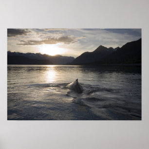 Poster EUA, Alaska, Glacier Bay National Park,