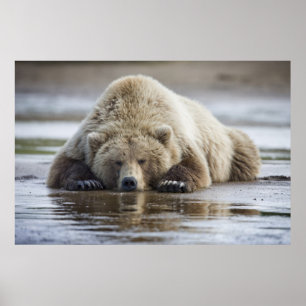 Poster EUA, Alaska, parque nacional de Katmai, urso de