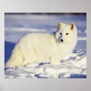 Poster EUA, Alaska. Raposa ártica no casaco do inverno.