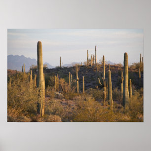 Pôster EUA, Arizona, Deserto de Sonora, Ajo, Ajo 2