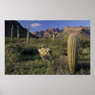 Poster EUA, Arizona, Monumento Nacional Organ Pipe.