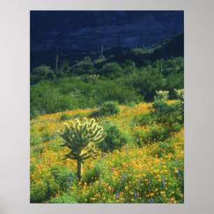 Pôster EUA, Arizona, Organ Pipe Cactus National