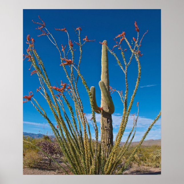 Poster EUA, Arizona. Parque Nacional De Cactus Em Saguaro (Frente)