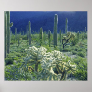 Pôster EUA, Arizona, Parque Nacional do Cacto Organ Pipe