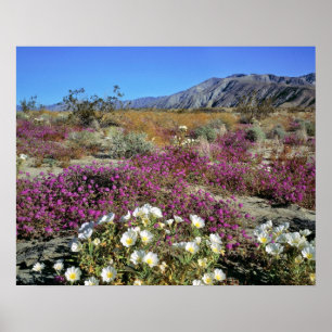 Pôster EUA, Califórnia, Anza-Borrego DSP. Duna ao anoitec