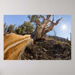 Poster EUA, Califórnia, Floresta Nacional Inyo 13