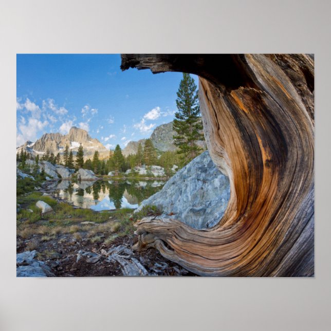 Pôster EUA, Califórnia, Floresta Nacional Inyo. Pinheiro  (Frente)