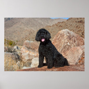 Poster EUA, Califórnia. Labradoodle Sitting