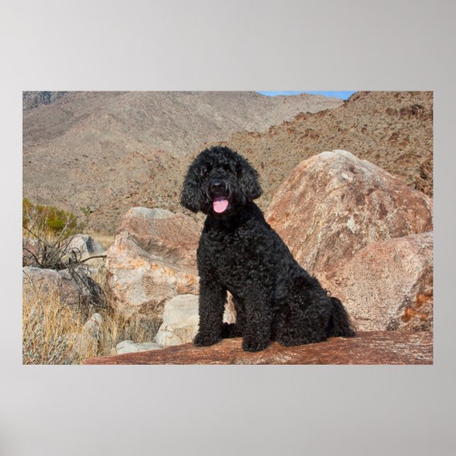 Poster EUA, Califórnia. Labradoodle Sitting (Frente)