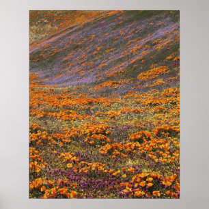 Poster EUA, Califórnia, Montanhas Tehachapi, 2