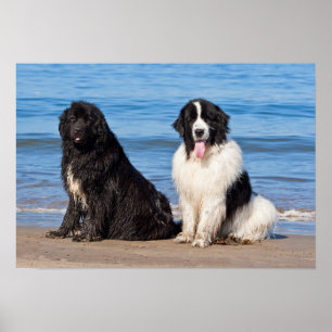Poster EUA, Califórnia. Newfoundlands Sentados