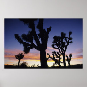 Pôster EUA, Califórnia, Parque Nacional Joshua Tree,
