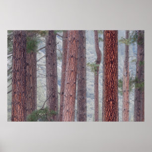 Poster EUA, Califórnia, Parque Nacional Yosemite