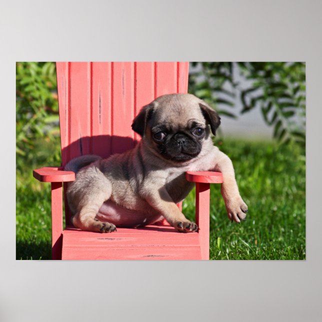 Pôster EUA, Califórnia. Pug Puppy Slouch (Frente)