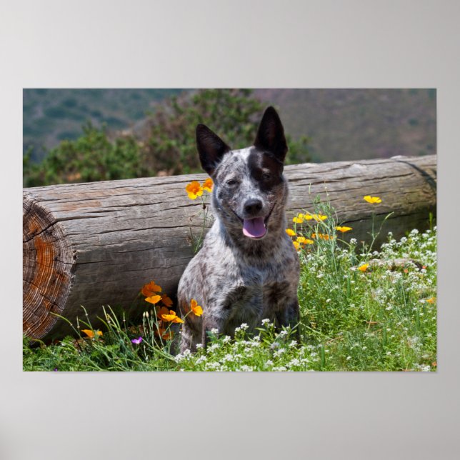 Pôster EUA, Califórnia. Queensland Healer Sentado 2 (Frente)