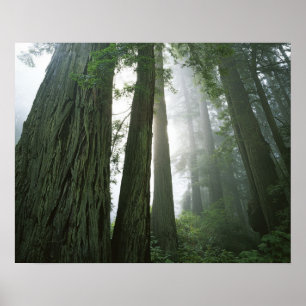 Pôster EUA, California, Redwood National Park, 2