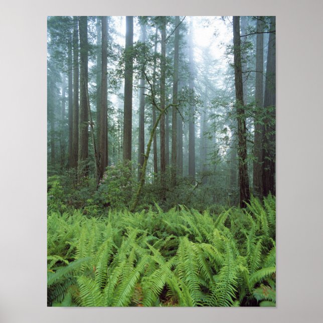 Poster EUA, Califórnia, Redwood NP. Samambaias e (Frente)
