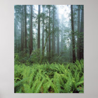 EUA, Califórnia, Redwood NP. Samambaias e