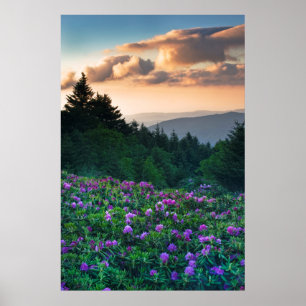 Poster EUA, Carolina do Norte. Rhododendrons Catawba