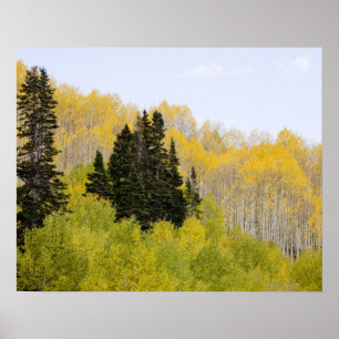Poster EUA, Colorado, Floresta Nacional Gunnison, ao long