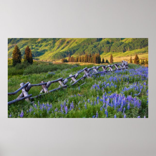 Poster EUA, Colorado. Tremoços e vedações de carril fraci (Frente)
