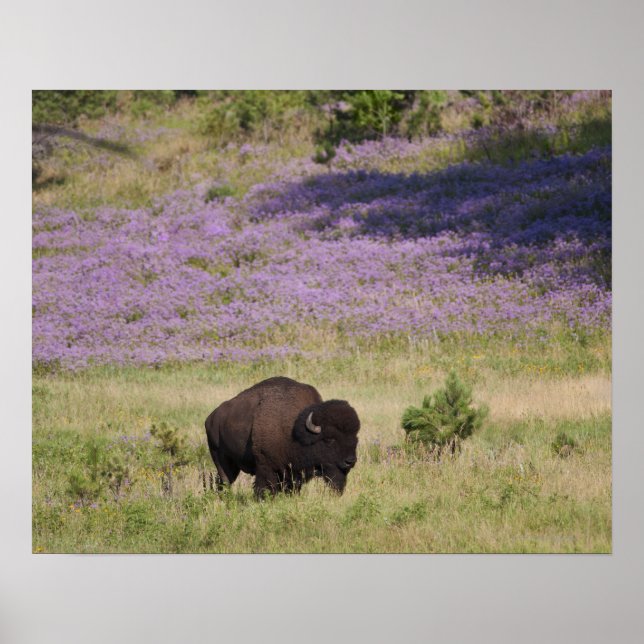 Poster EUA, Dakota do Sul, bison americano (Bison bison) (Frente)