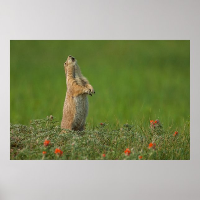 Pôster EUA, Dakota do Sul, Parque Estadual Custer (Frente)