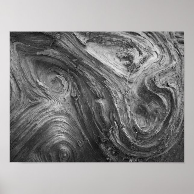 Pôster EUA, Estado de Washington. Douglass Fir (Frente)